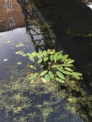 Aponogeton distachyos