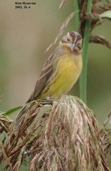 Emberiza aureola