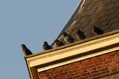 Columba livia domestica