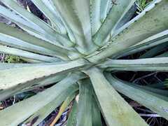 Agave fourcroydes image