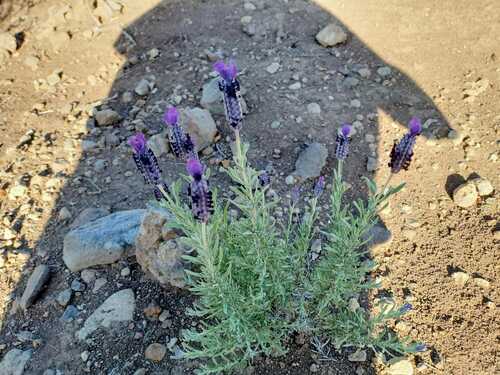 Lavandula stoechas image