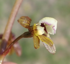 Eulophia cochlearis