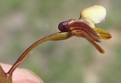 Eulophia cochlearis