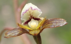 Eulophia cochlearis