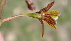Eulophia cochlearis