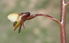 Eulophia cochlearis