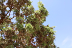 Juniperus oxycedrus subsp. badia image