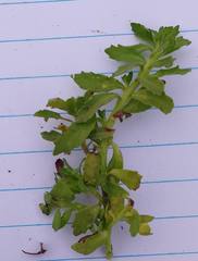 Tessaria absinthioides