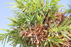 Juniperus oxycedrus subsp. badia image