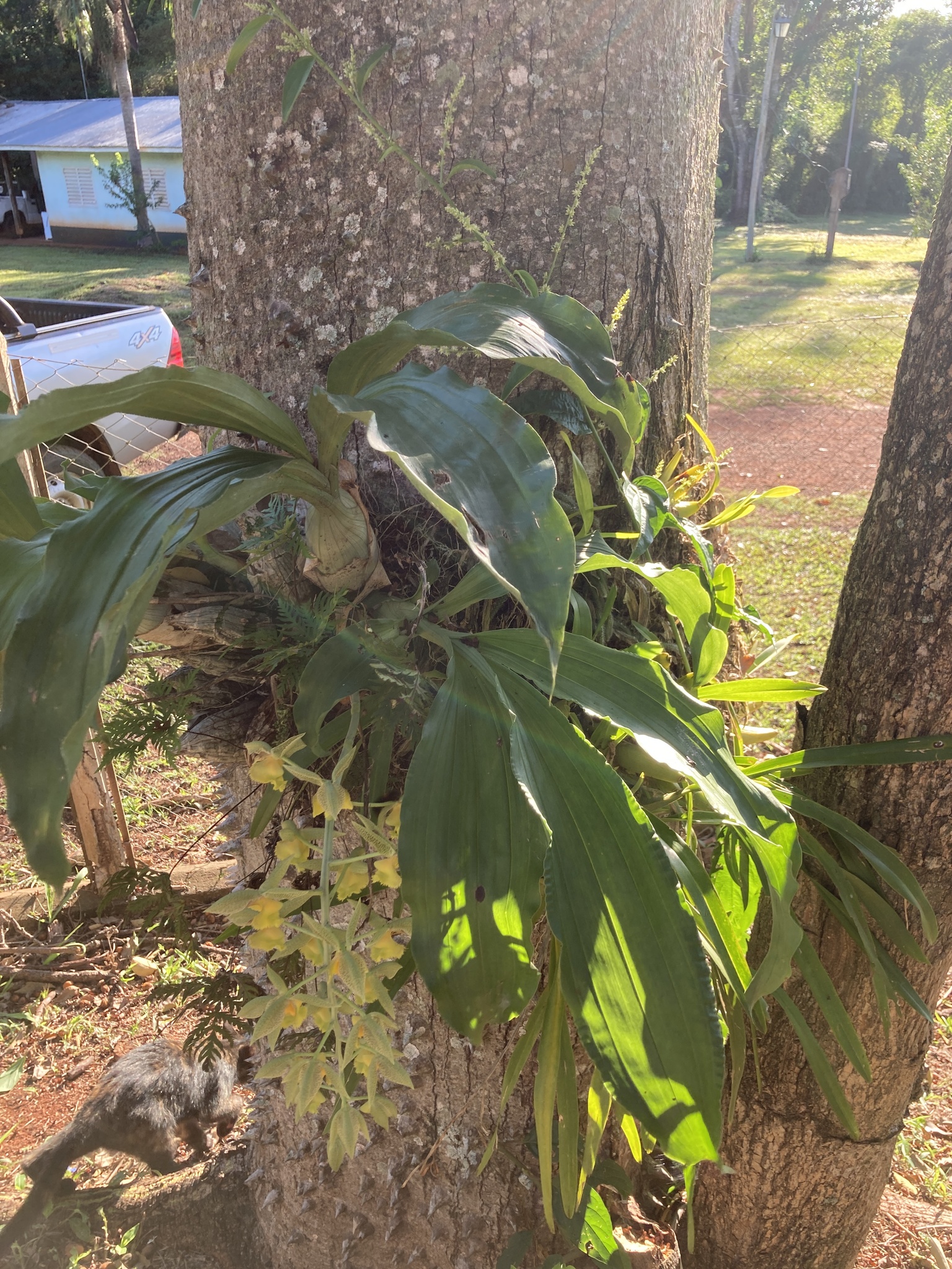 Imagem de Orquídea Cola-de-sapateiro