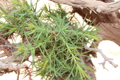 Juniperus oxycedrus subsp. badia image