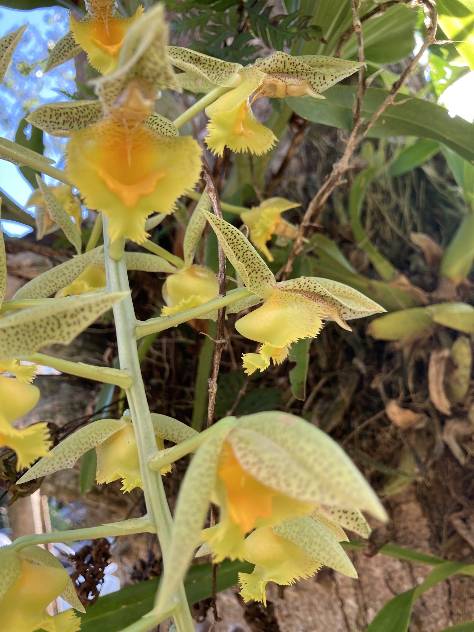 Imagem de Orquídea Cola-de-sapateiro