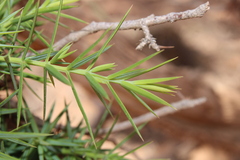 Juniperus oxycedrus subsp. badia image