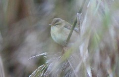 Acrocephalus bistrigiceps