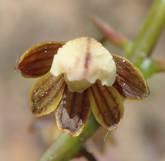 Eulophia cochlearis