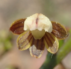 Eulophia cochlearis