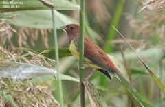 Emberiza rutila