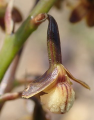 Eulophia cochlearis