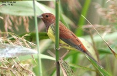 Emberiza rutila