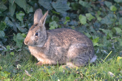 Sylvilagus transitionalis