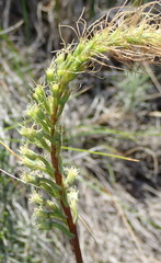 Holothrix burchellii