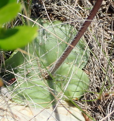 Holothrix burchellii