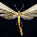 Milky Plume Moth - Photo (c) Jim Vargo at Moth Photographers Group, some rights reserved (CC BY-NC-SA)