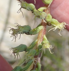 Holothrix burchellii