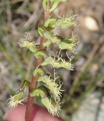 Holothrix burchellii