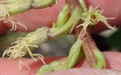 Holothrix burchellii