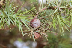 Juniperus oxycedrus subsp. badia image