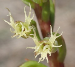 Holothrix burchellii