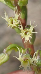 Holothrix burchellii