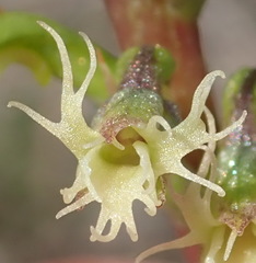 Holothrix burchellii