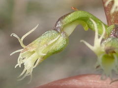 Holothrix burchellii