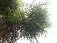 Tristerix corymbosus