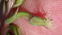 Holothrix burchellii