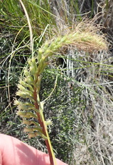 Holothrix burchellii