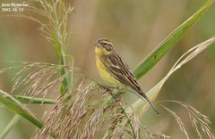Emberiza aureola