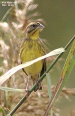 Emberiza aureola