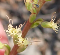 Holothrix burchellii