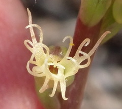 Holothrix burchellii