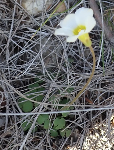 Image of Oxalis fergusoniae by (c) Nicola van Berkel, some rights reserved (CC BY-SA)