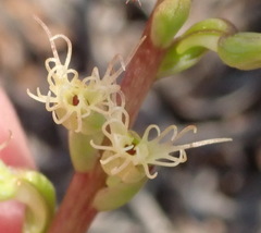 Holothrix burchellii