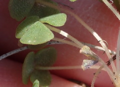 Oxalis fergusonae