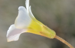 Oxalis fergusonae