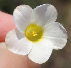 Oxalis fergusonae