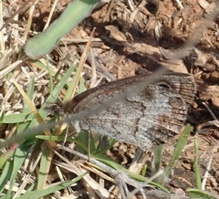 Pseudonympha magoides