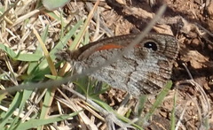 Pseudonympha magoides
