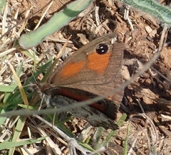 Pseudonympha magoides